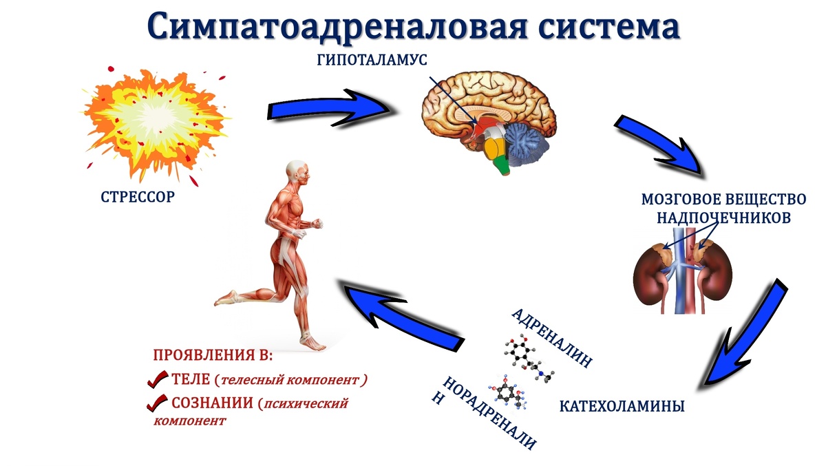 Алгоритм работы симпатоадреналовой системы ©Наталия Говорун, 21.05.2025
