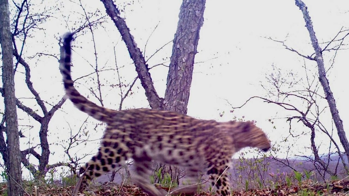     Источник: amurleo_land