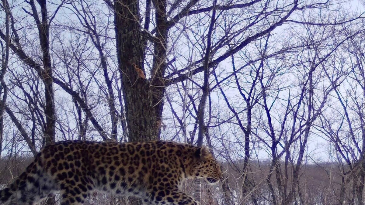     Источник: amurleo_land