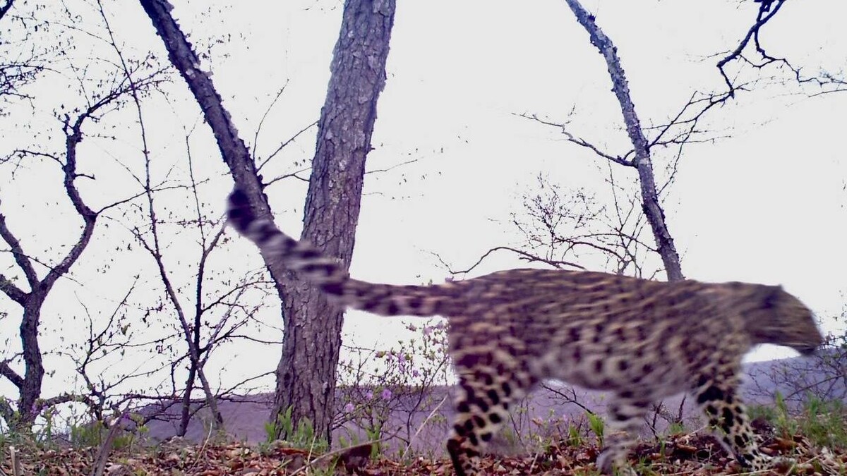     Источник: amurleo_land