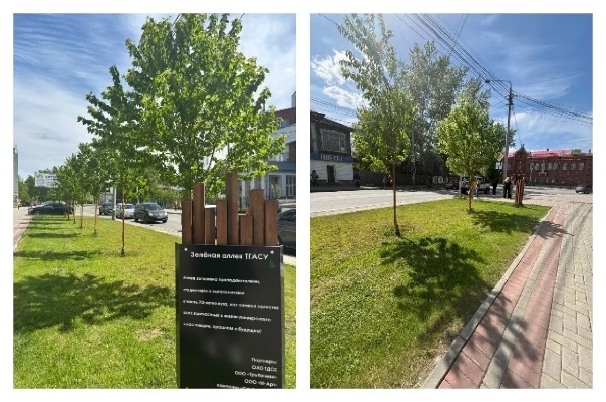    На территории Томского университета растет редкая черемуха Маака