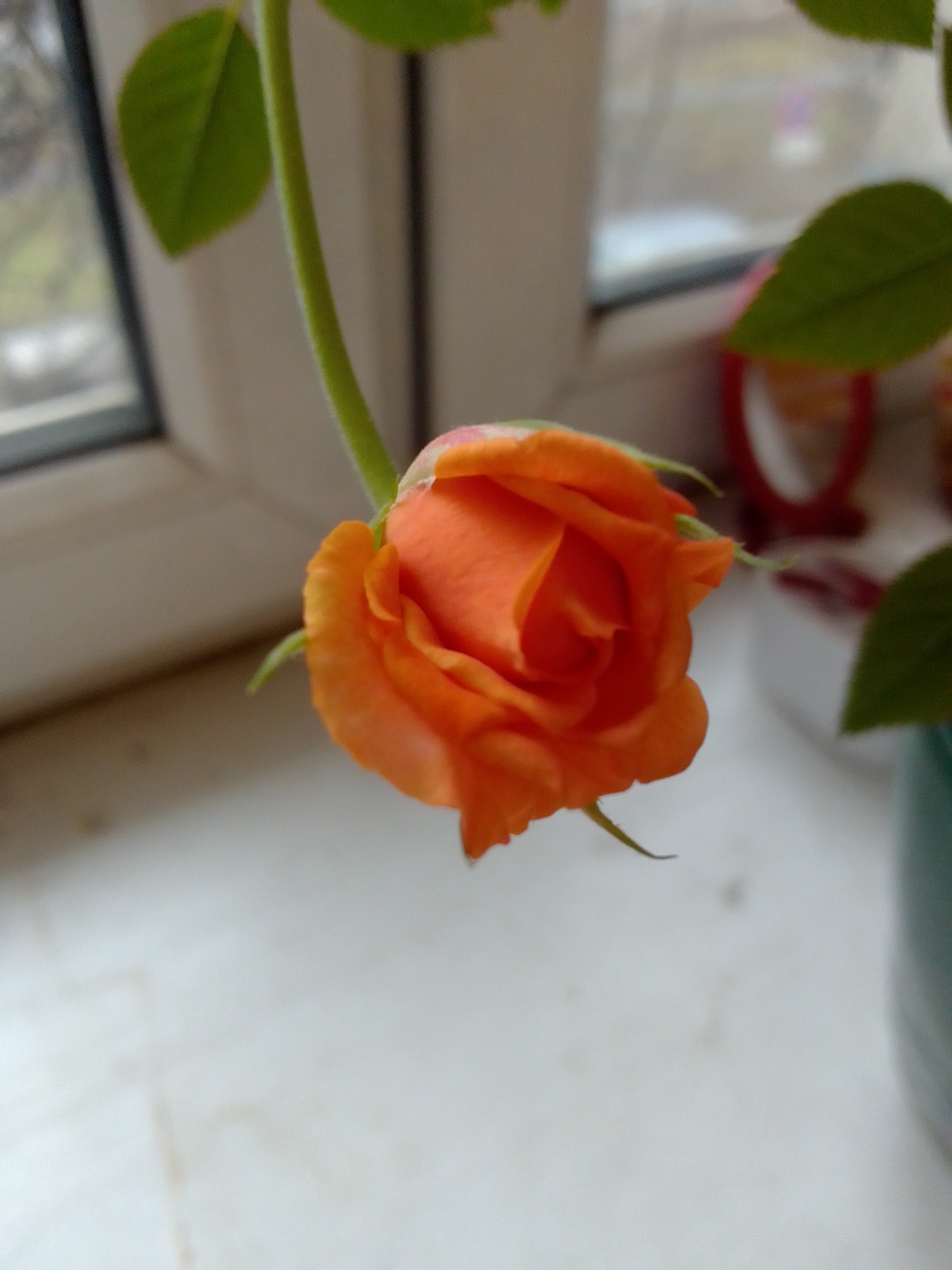 Роза Кордана в декабре