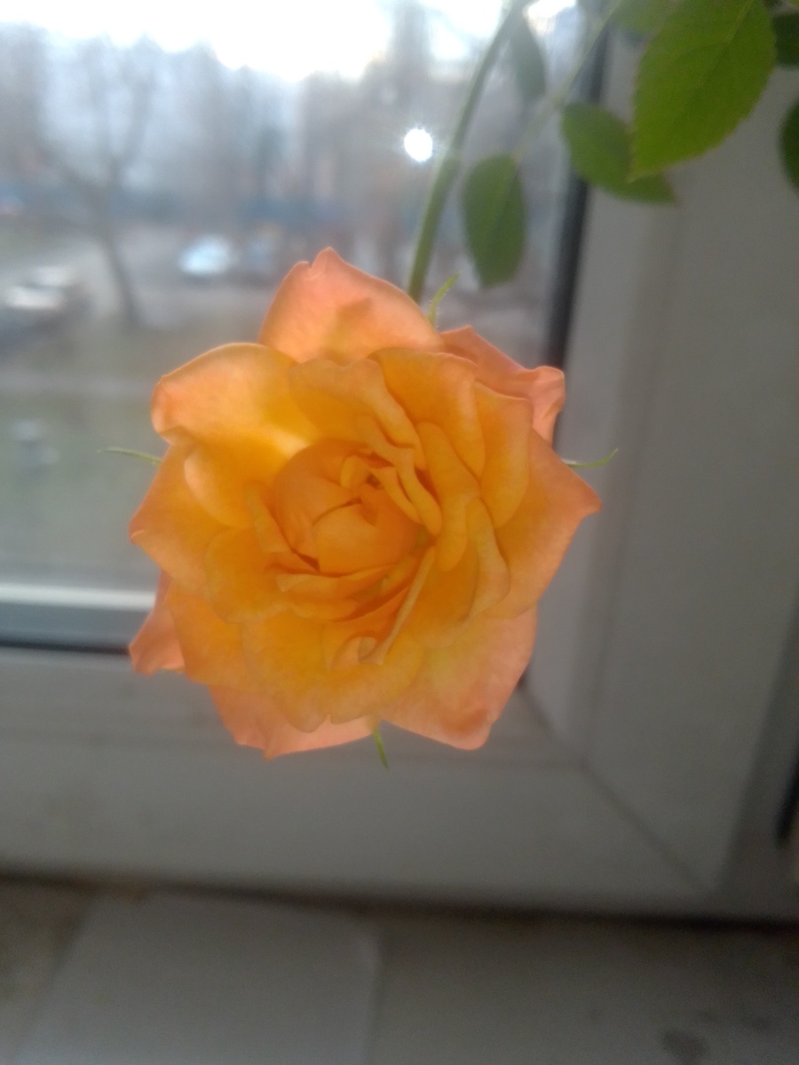 Роза Кордана в декабре