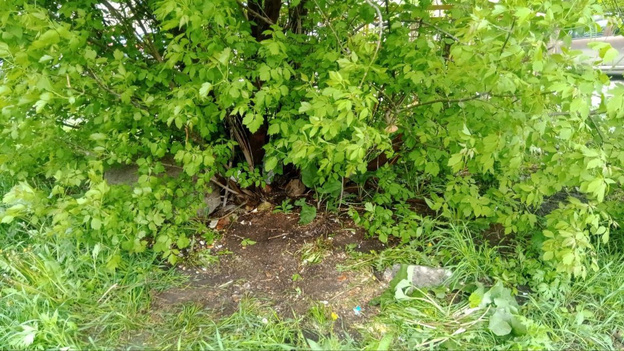    Тимур Абашев прокомментировал незаконное складирование хлебных отходов