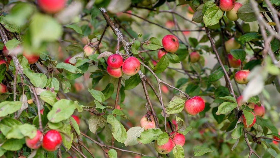    Автор фото: Ермохин Сергей