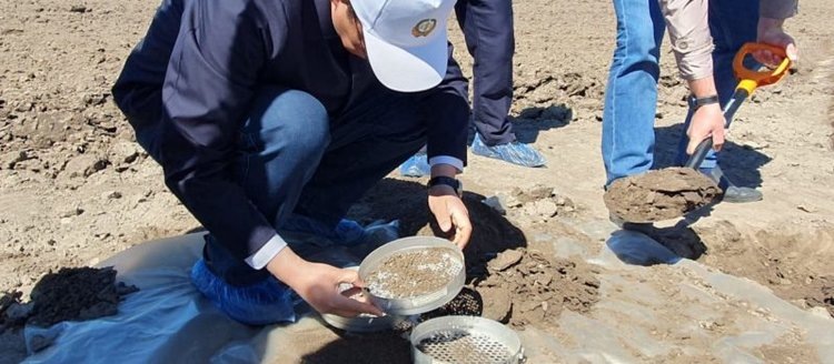    Китайским экспертам по колорадскому жуку показали методику раскопок для поиска вредителя