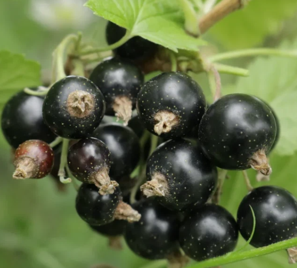 Майские подкормки смородины на налив. Запомните: смородина - не Феникс