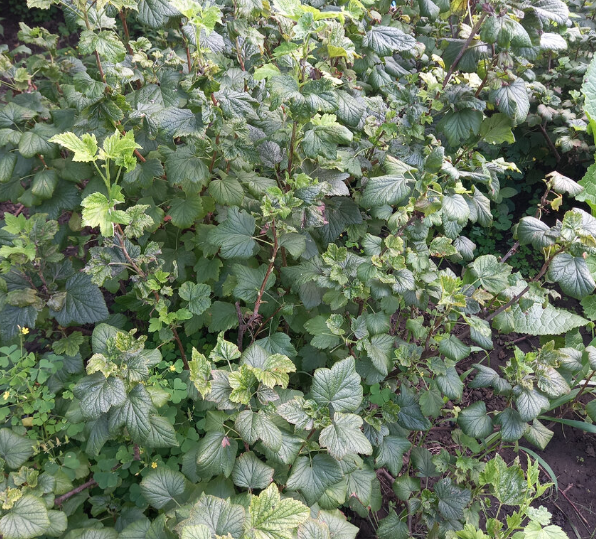 макушки побелели - не хватает азота