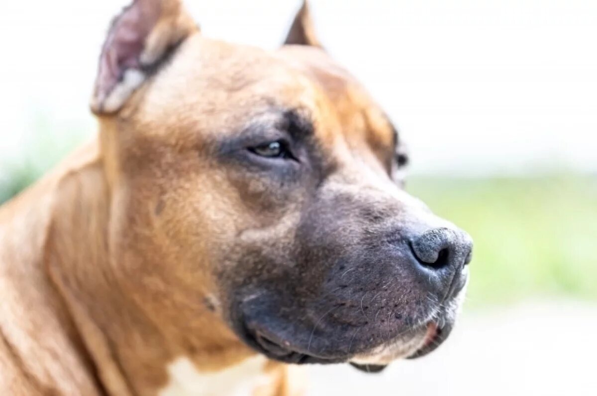    Под Волгоградом ребенку, укушенному бродячей собакой, присудили компенсацию