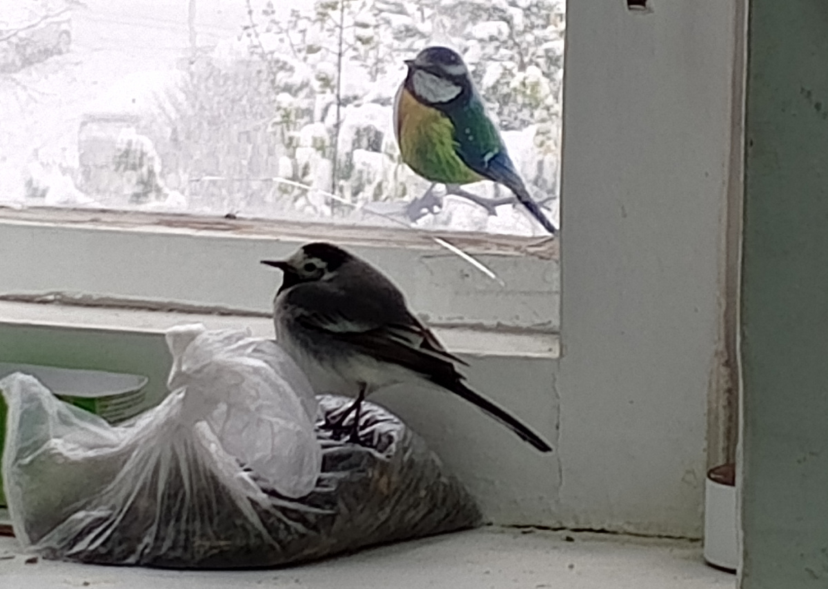 апрель 2025. резко похолодало: трясогузка зашла погреться. отогрелась, покушала и улетела