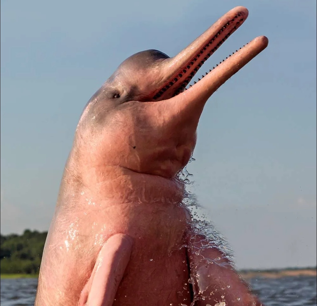 Не хватает только дьявольского смеха.