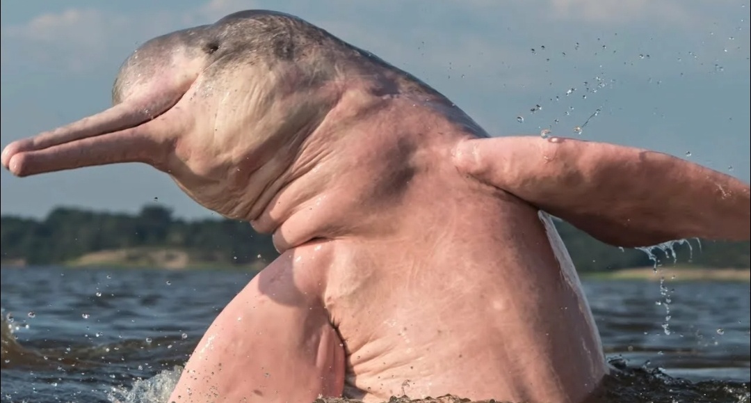 Привет, дай пять!