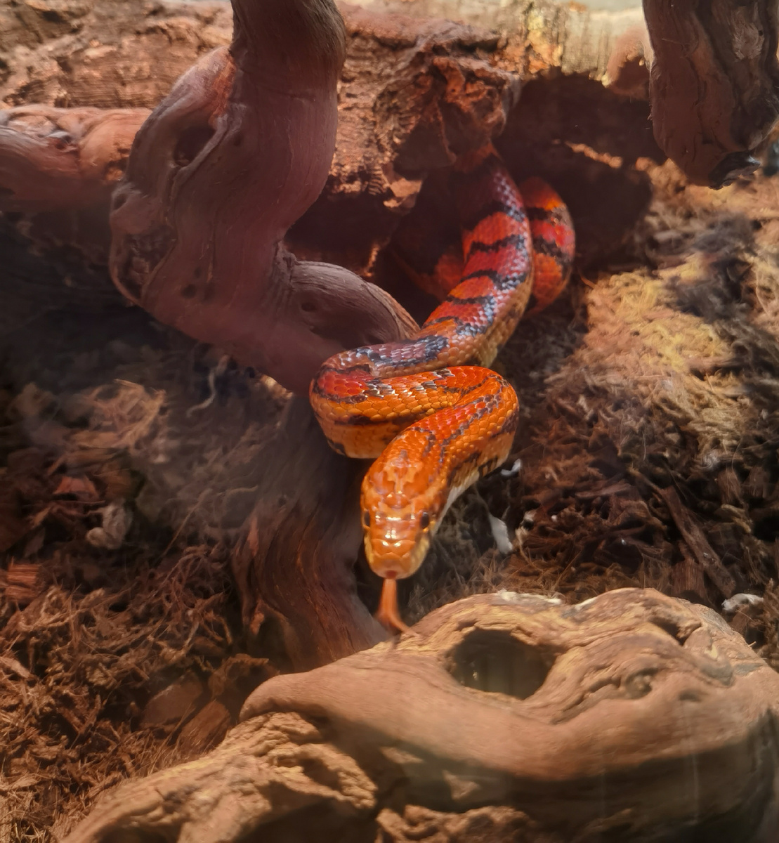 Самка маисового полоза