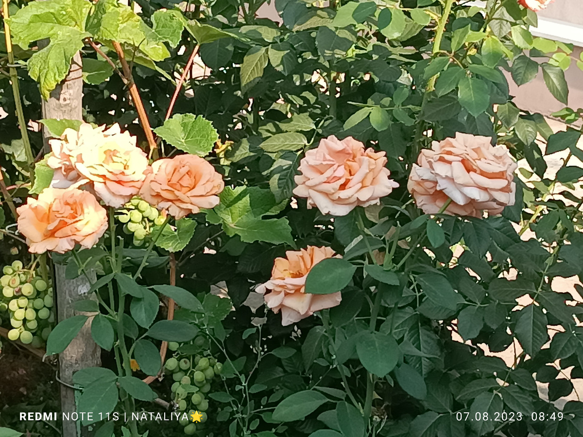 Роза Ворм Вишес (Warm Wishes) фото автора канала Мой Розовый мир.