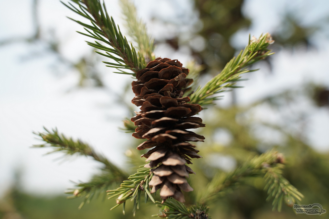    Фото: Лидия Аникина © ИА «Уральский меридиан»