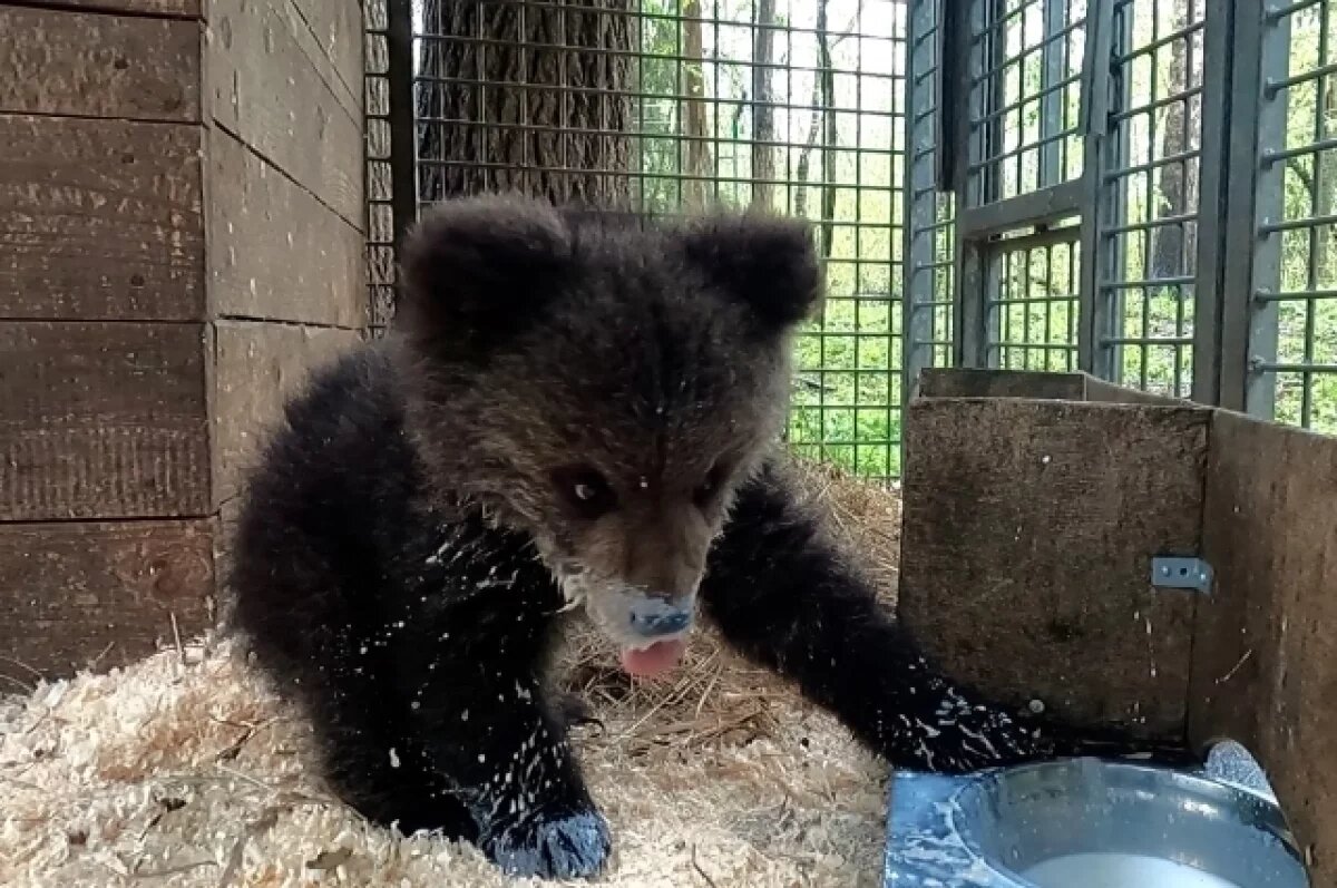    Привезённую в Тверскую область медведицу назвали Кира