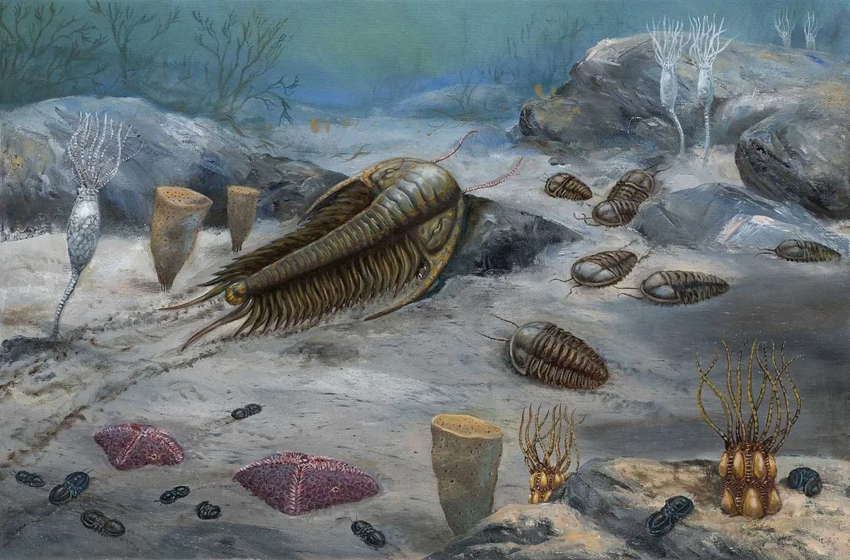 Жизнь в кембрии — пышущий формами океан с первыми хищниками