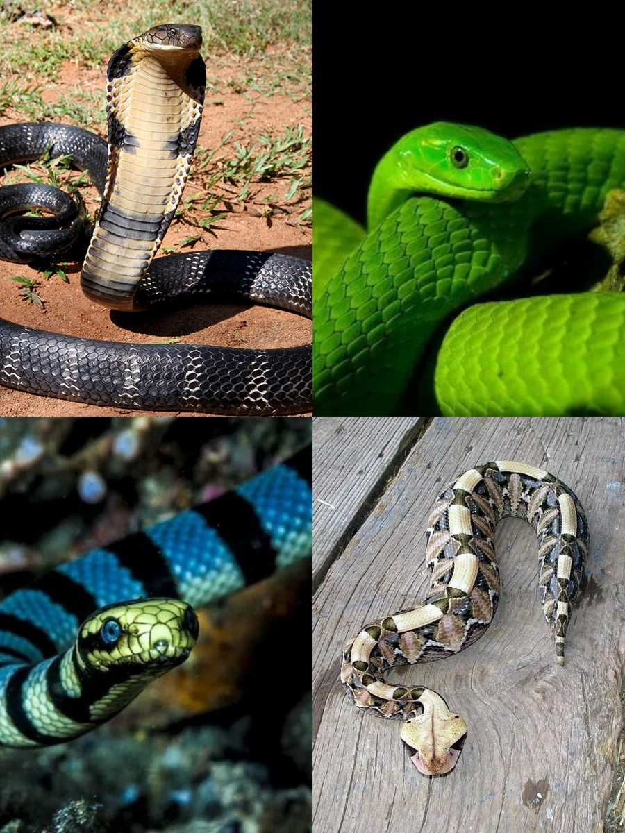 1. - Королевская кобра (Ophiophagus hannah); 2. - Зелёная мамба (лат. Dendroaspis viridis);         3. - Морская змея Желтогубый морской крайт (лат. Laticauda colubrina);                                      4. - Габонская гадюка (лат. Bitis gabonica). 