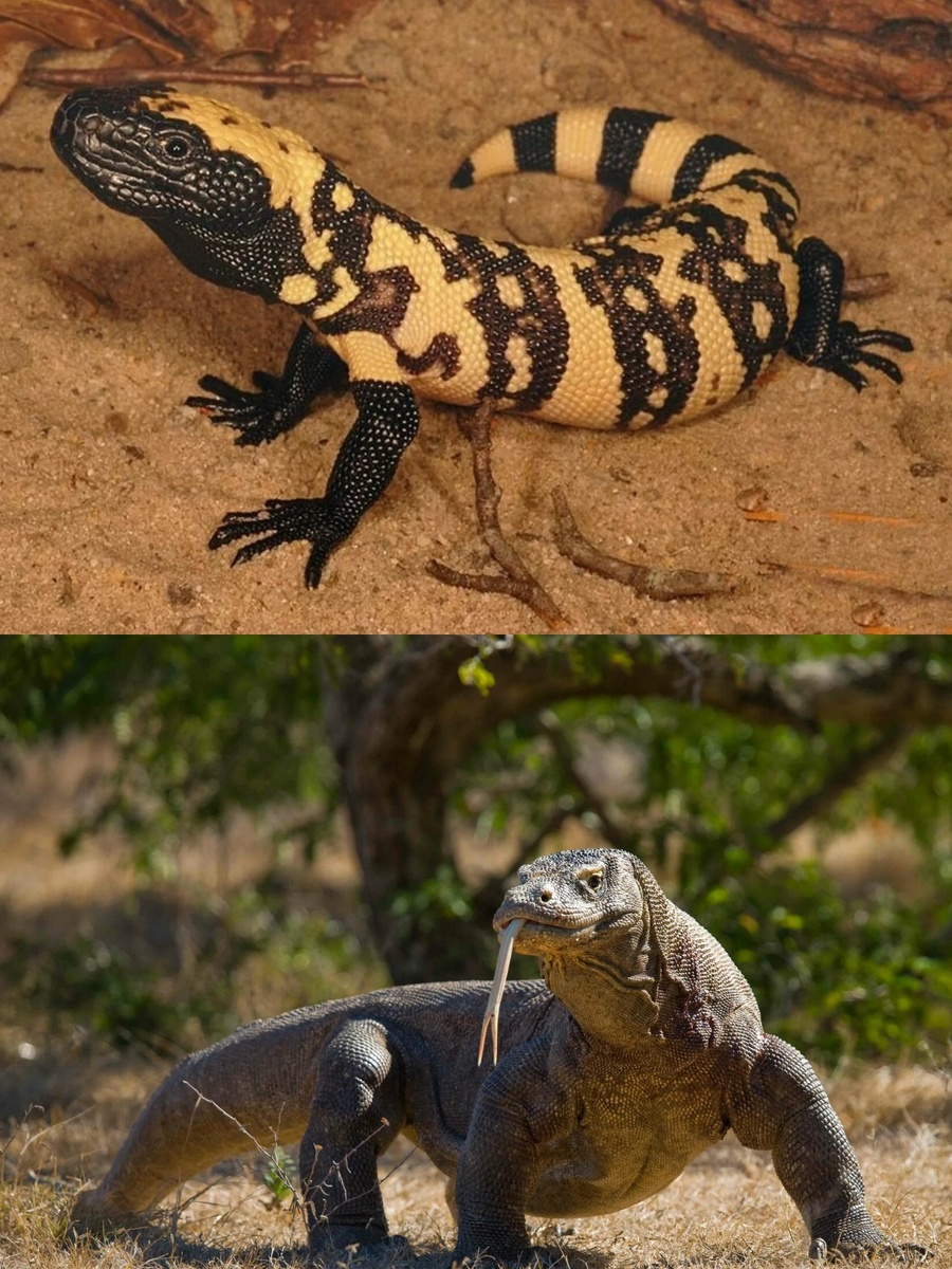 1. - Аризонский ядозуб (лат. Heloderma suspectum);                                                              2. - Комодский варан (лат. Varanus komodoensis). 