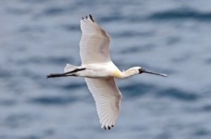    Фото: Олег Катугин / ФГБУ «Земля леопарда»