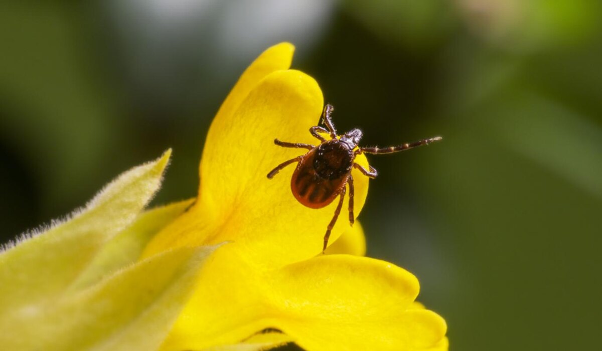     Караул, клещи! Чего действительно надо опасаться