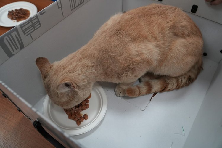    Ученые СКФУ разрабатывают корма премиум-класса для домашних животных в рамках импортозамещения