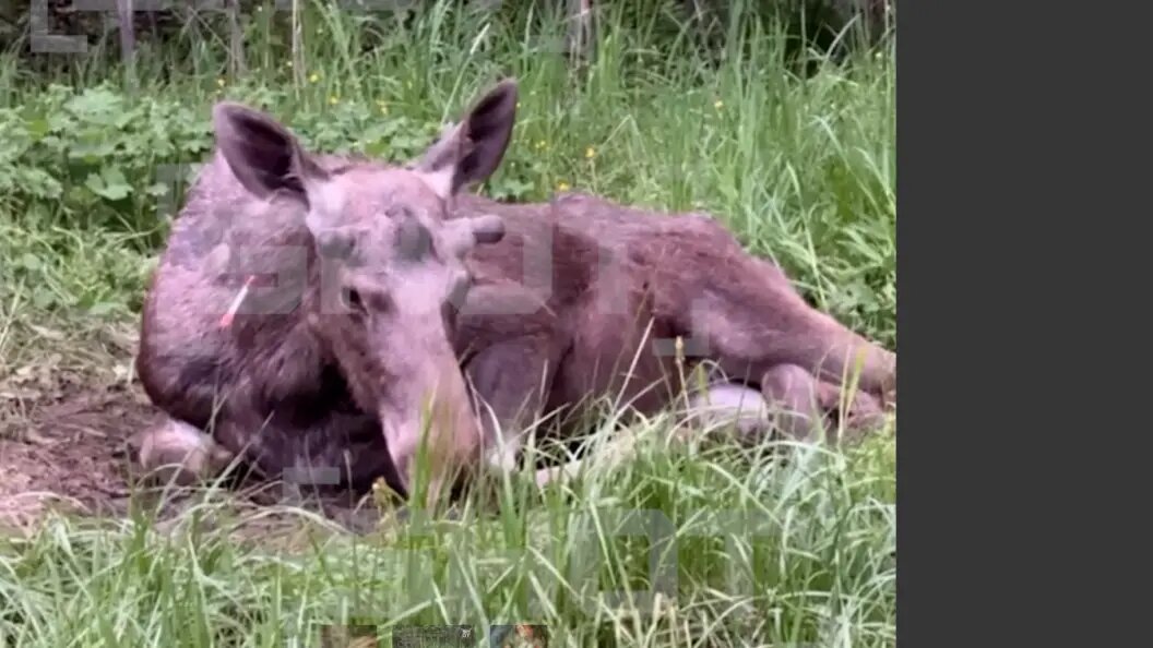    фото: тг-канал shot.