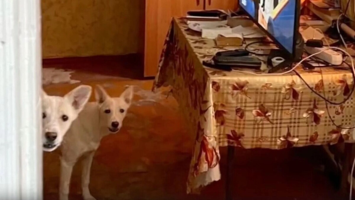     Автор: СУ СКР по Ставропольскому краю