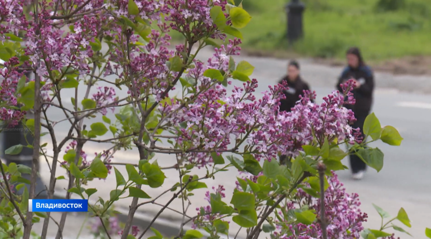 Сирень цветет во Владивостоке