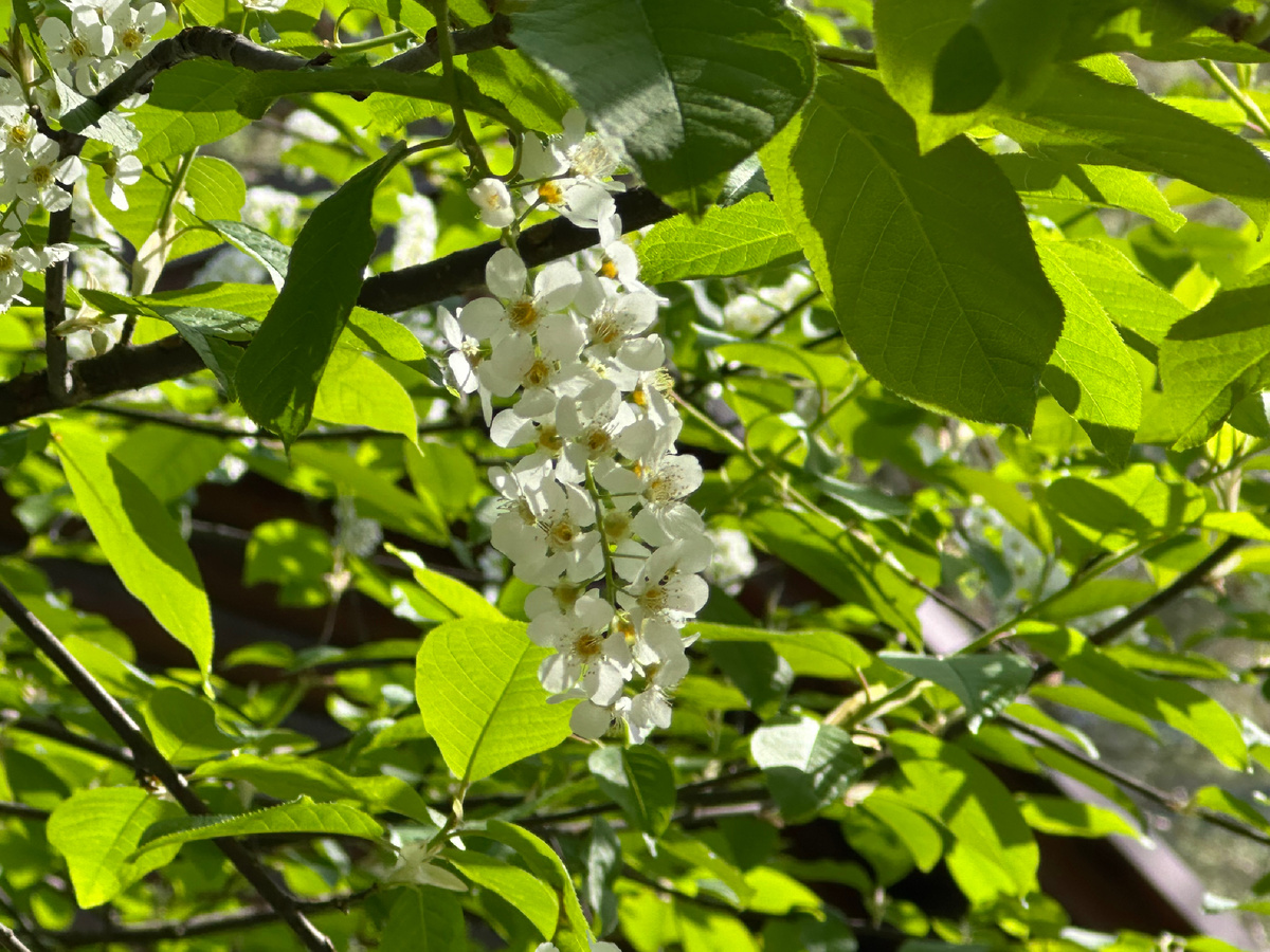 А душа не сдаётся — хохочется 