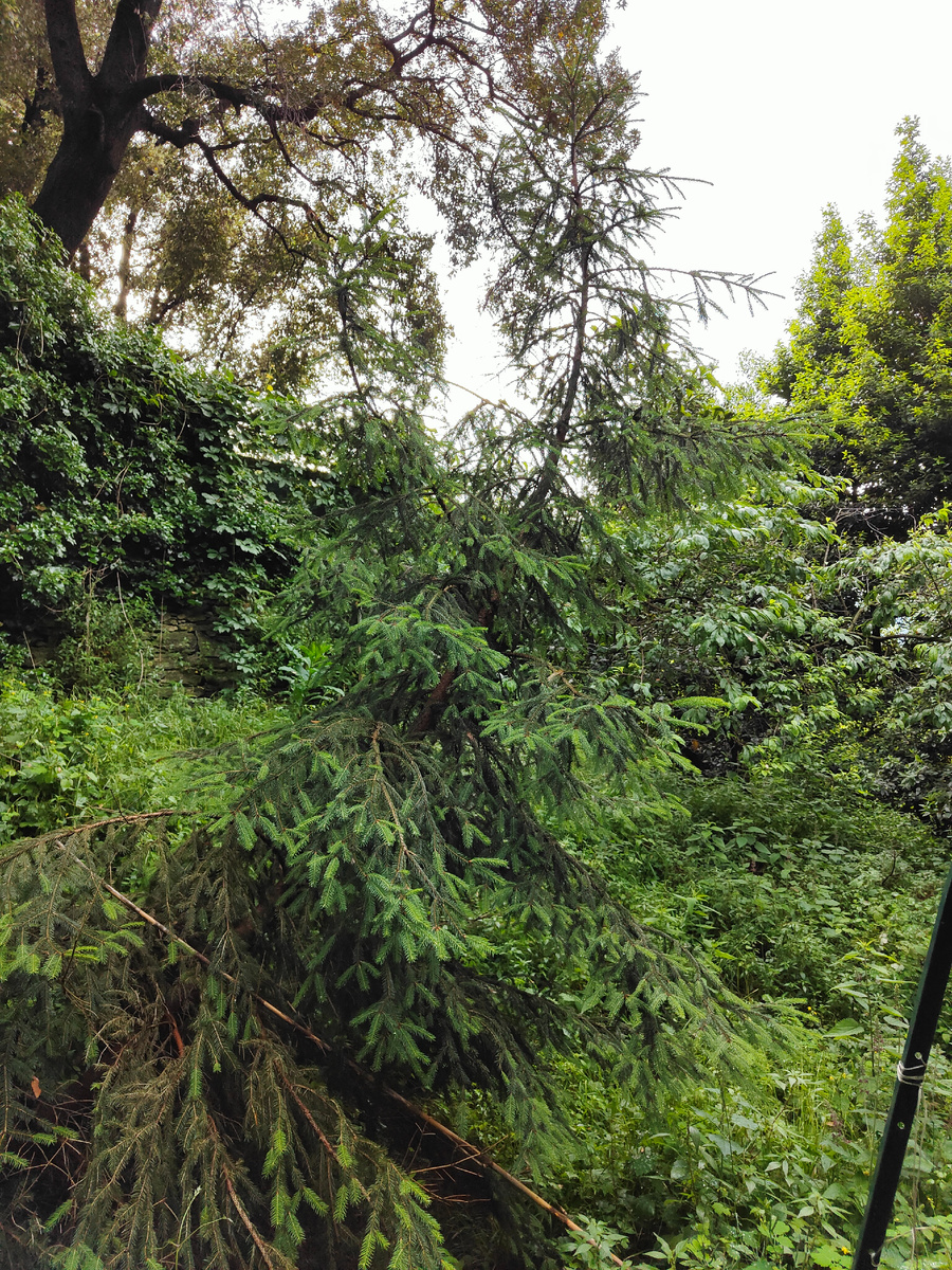 Судьба пыталась сгубить это дерево, но оно выстояло