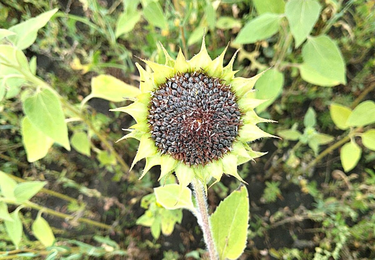 Фото: АПК Новости