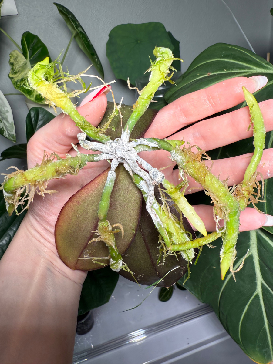 Спустя 5 недель в «моховом гнезде»