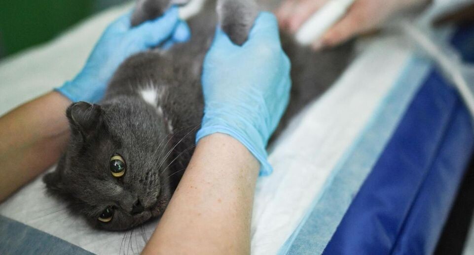    РИА «Новости»