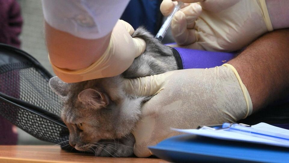    РИА «Новости»