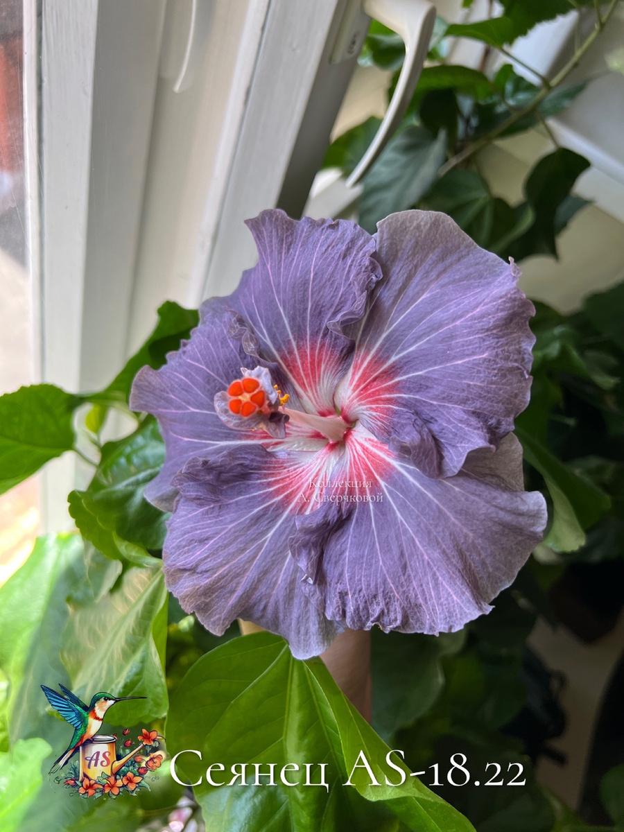 AS-18.22. Фото автора