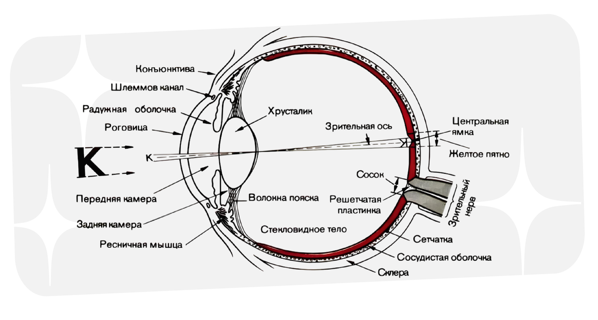 Строение глаза