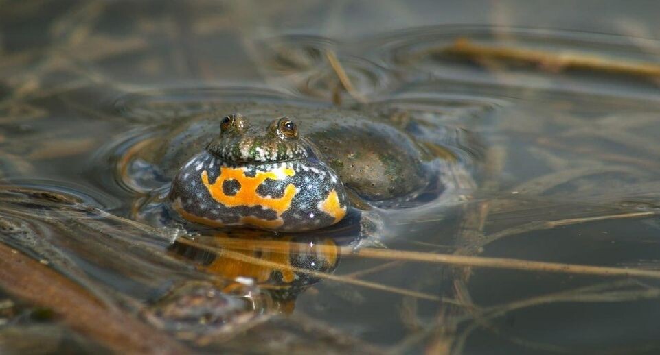    Колотилин А.В.