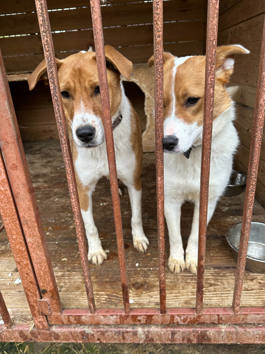 Малыши сидят без выгула. Волонтеров в этом месте нет. 