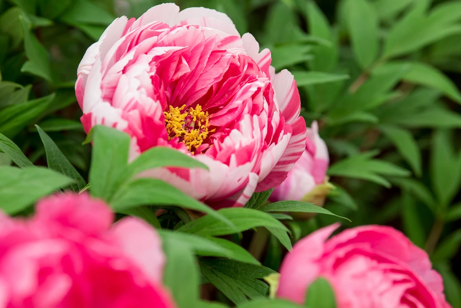 Шикарные новые сорта, как обычно, более прихотлив, чем традиционные.