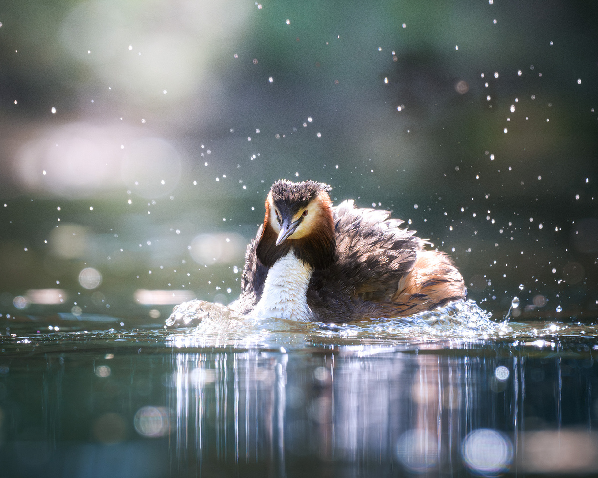 Хозяйка озера - чомга