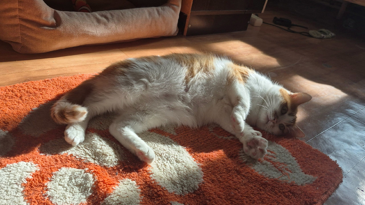 Это я пыталась делать зарядку, но мне мешали