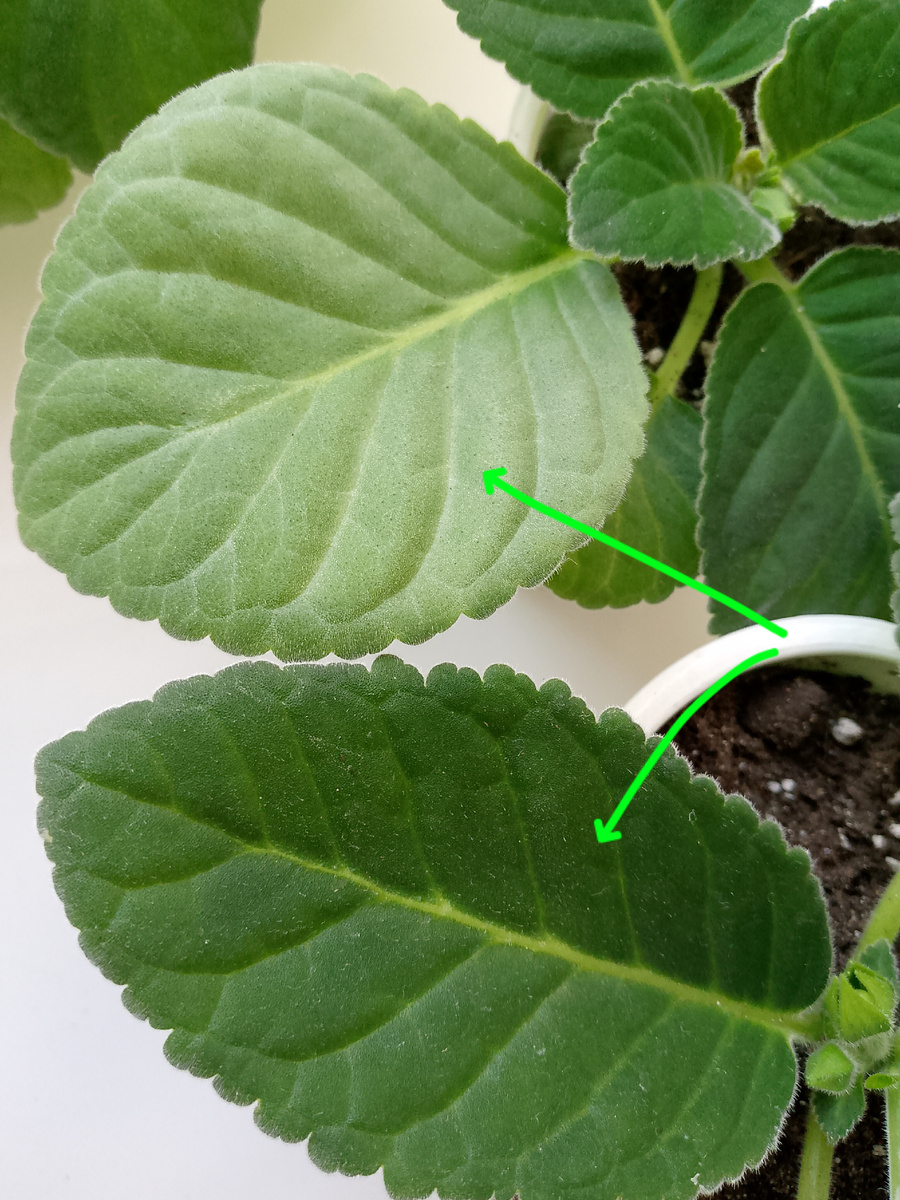 С побелевшим листом глоксиния проснулась раньше, у той что зелёные листья уже росла под естественным освещением