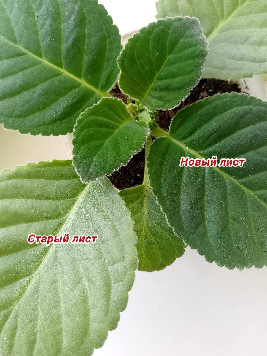 А это уже на одной глоксинии: "зимние" листья побелели, а новые выросшие под солнцем остались природного оттенка