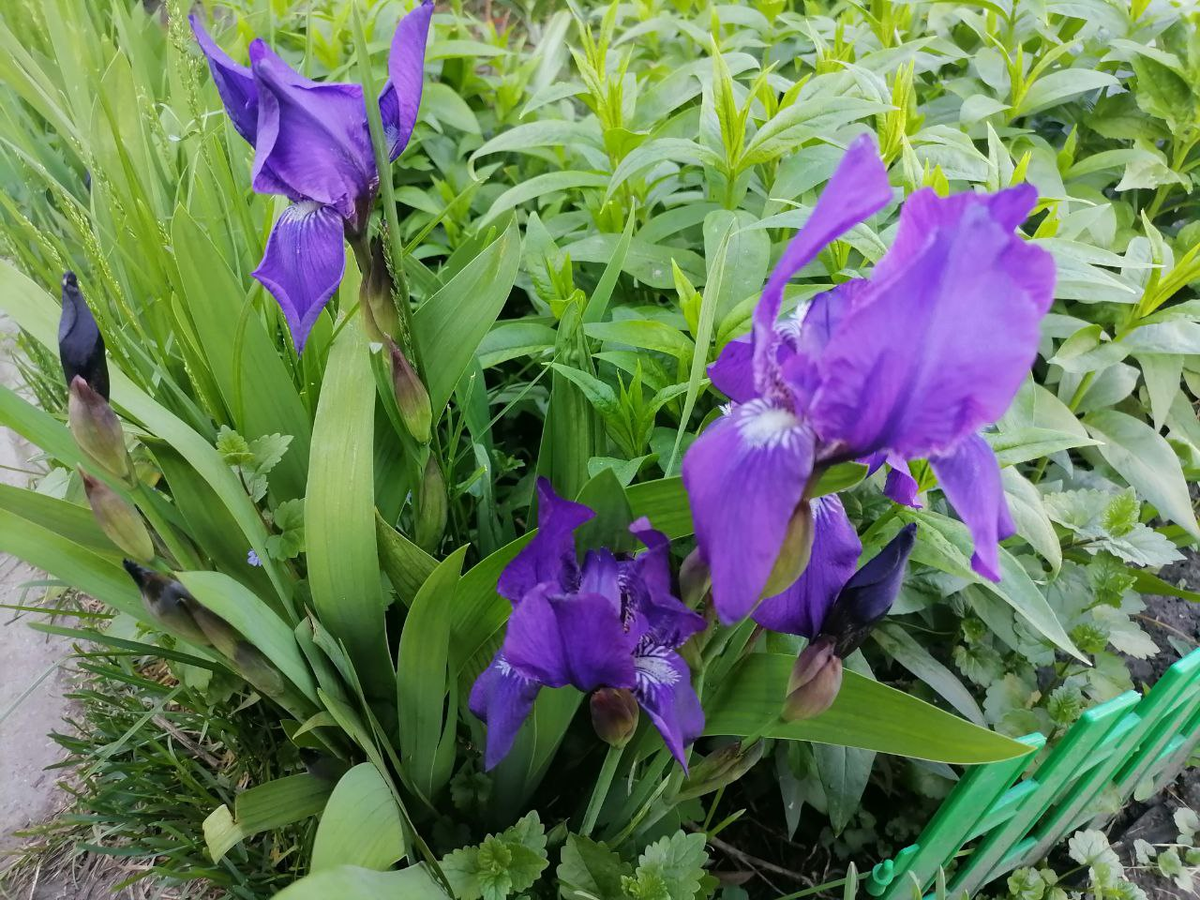Цветет ирис обыкновенный, фото автора