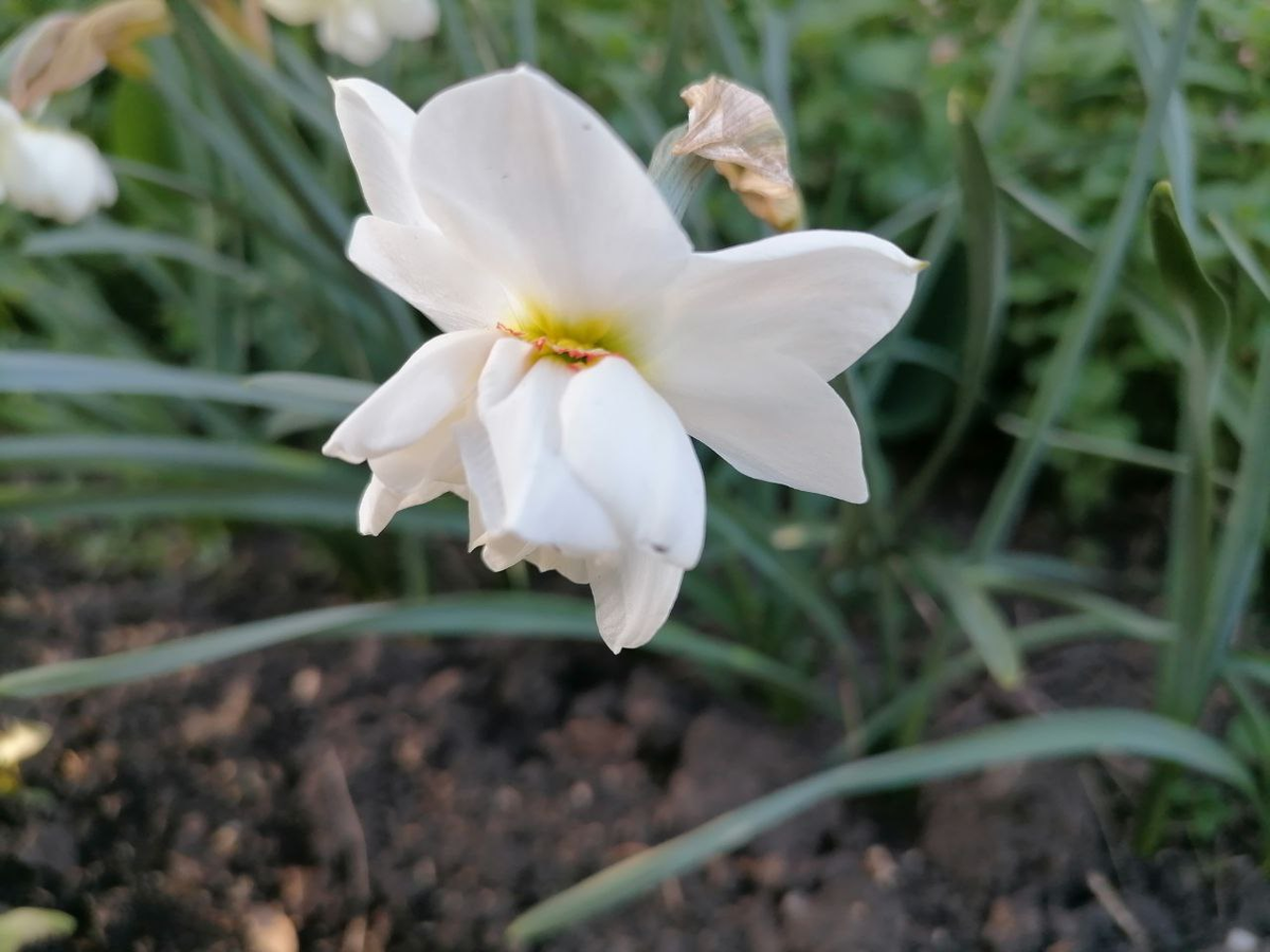 Цветущий нарцисс, фото автора