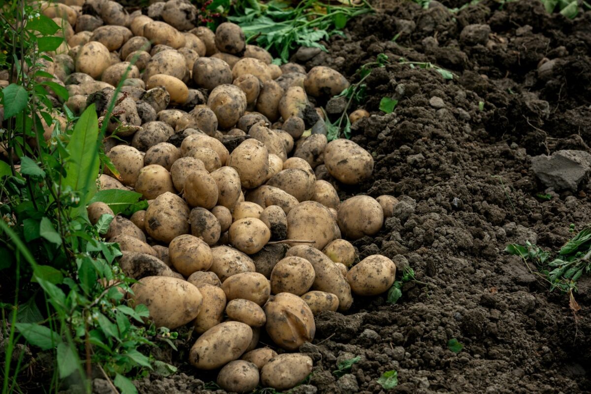 Фото: charles-chen / unsplash