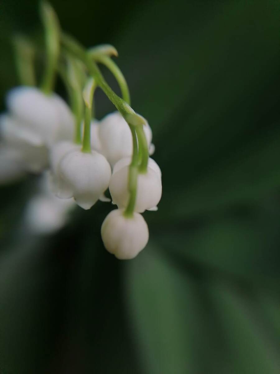 Ландыш (фото автора) 