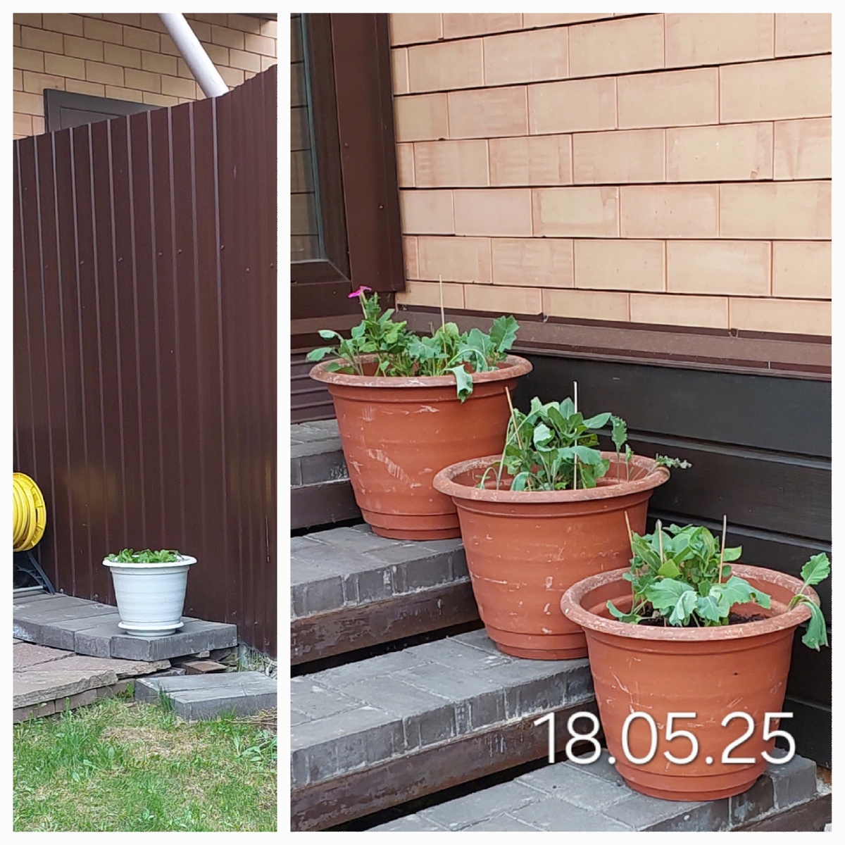 В белом вазоне - моя рассада петунии, в коричневых петуния от коллеги и цветная капуста, выросшая в теплице