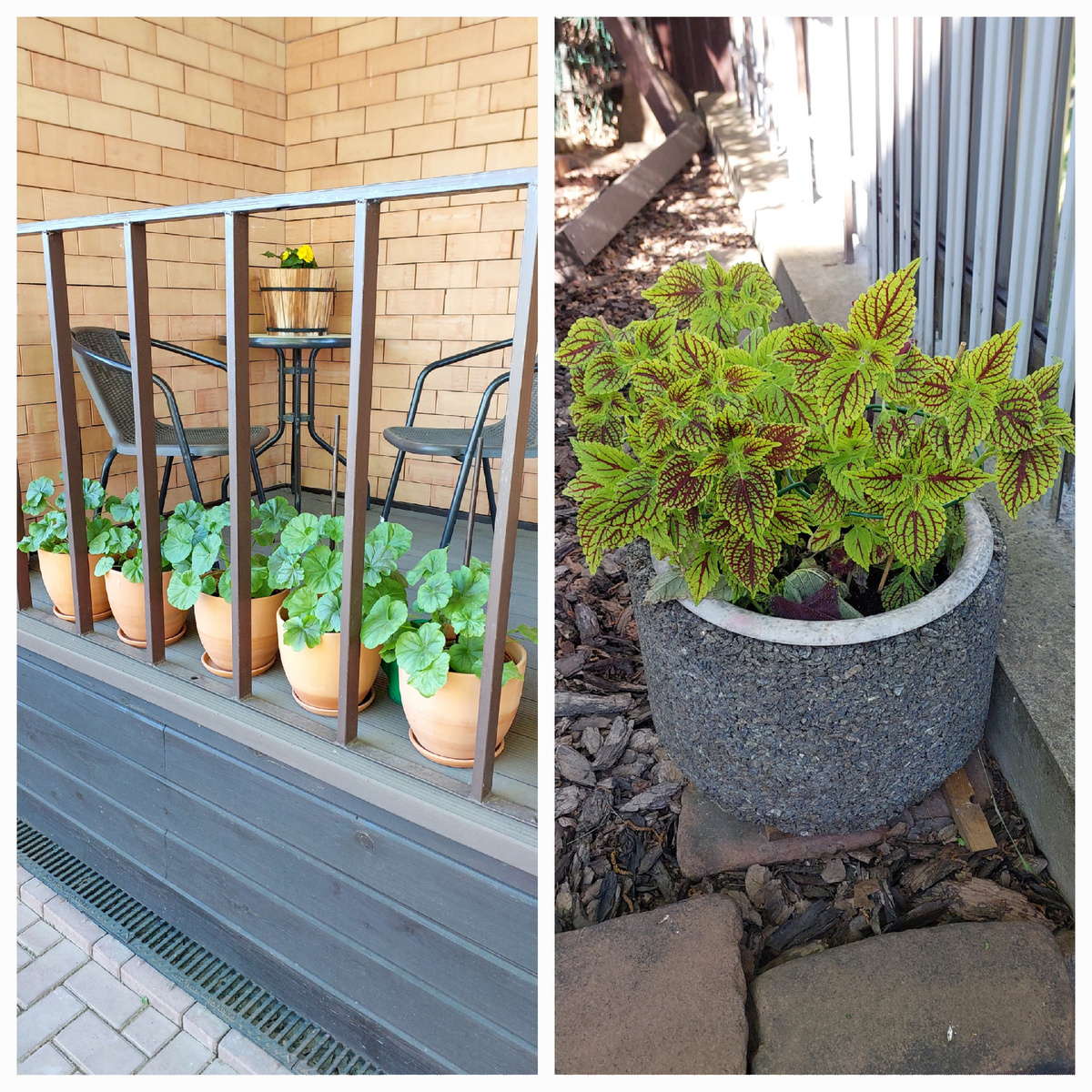 Пеларгонию вырастила из семян, колеус - черенками